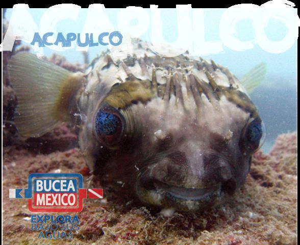 pez globo
ACAPULCO 2011